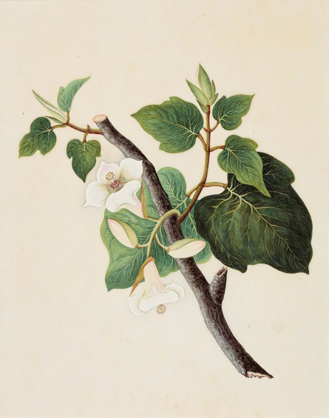 A Study of a Plant from the Malvaceae family | MasterArt
